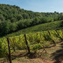 Vigneti del'azienda agricola Baraccone