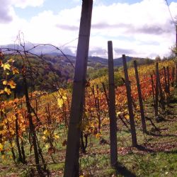 Vigneti del'azienda agricola Baraccone