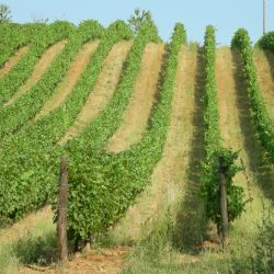 Vigneti del'azienda agricola Baraccone