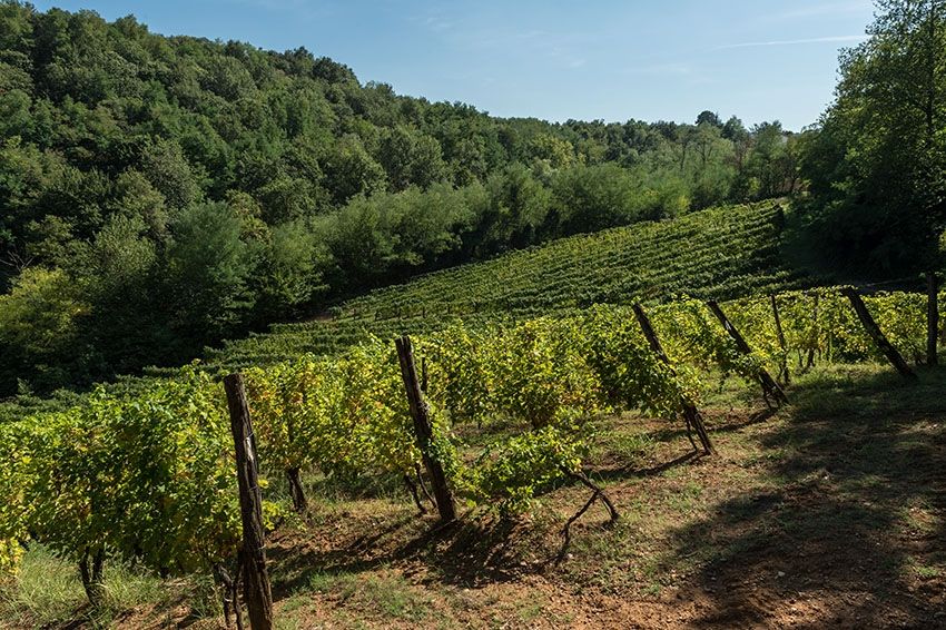 Vigneti del'azienda agricola Baraccone