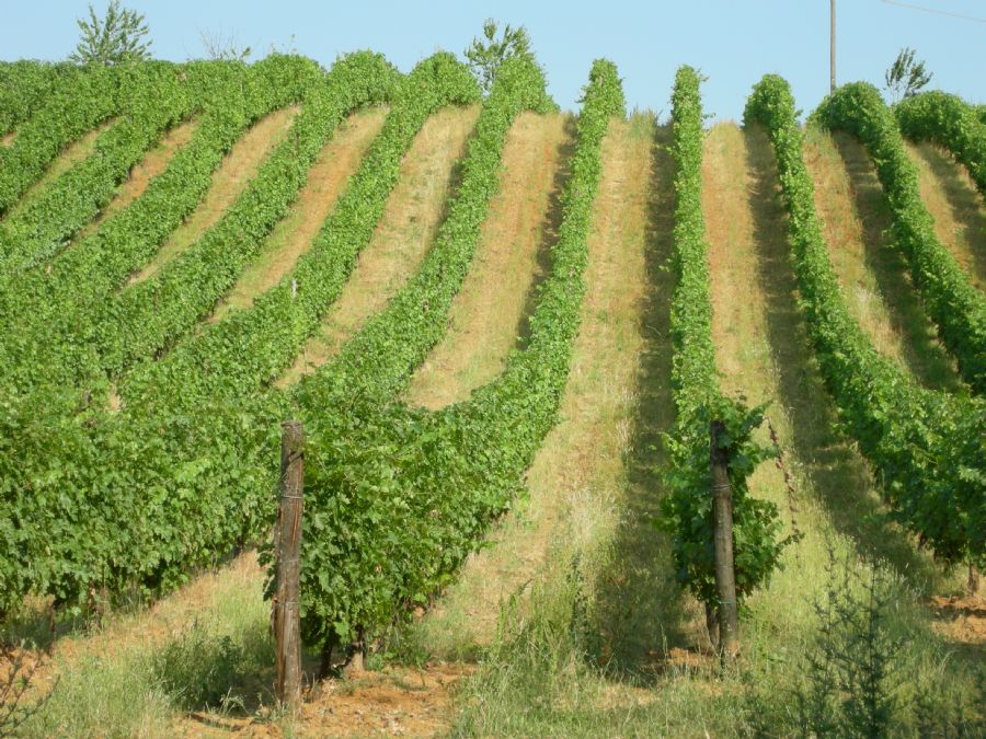 Vigneti del'azienda agricola Baraccone