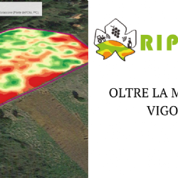 Beyond the vigour map: having identified the degree of variability in the vineyard, it is essential to identify the most suitable management method