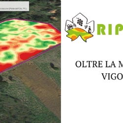 Mappa di vigore del vigneto in studio presso Azienda Agricola Baraccone
