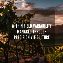 Managing within field variability through precision viticulture: Italian case studies
