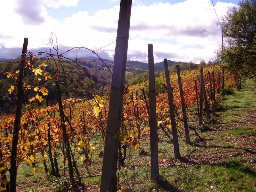 Vigna vecchia